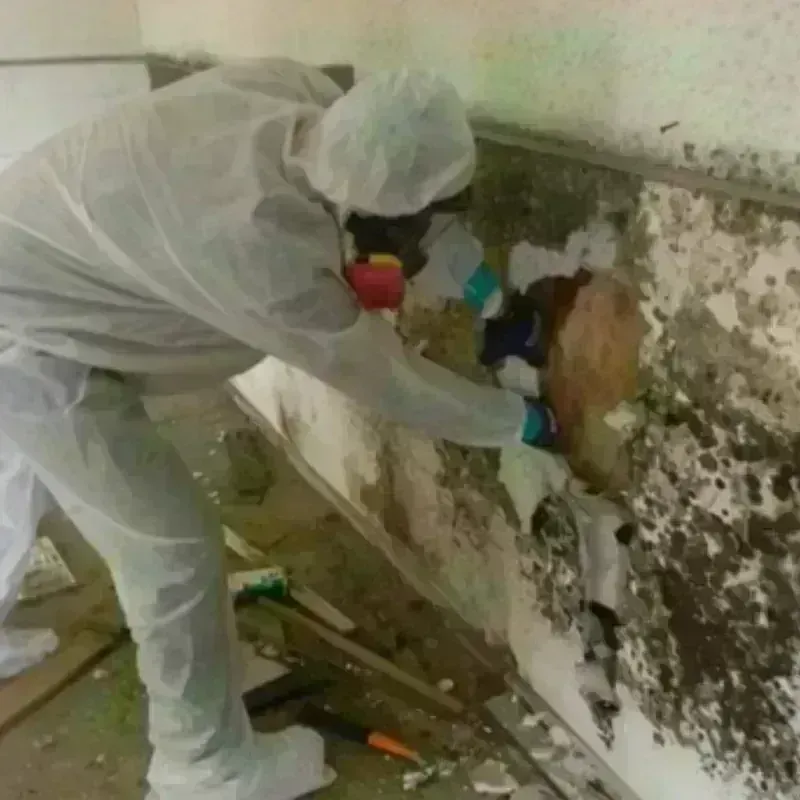 Mold Remediation and Removal in Landmark, AR